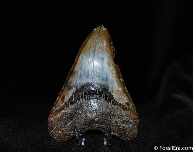 Colorful Inch Megalodon Tooth #93